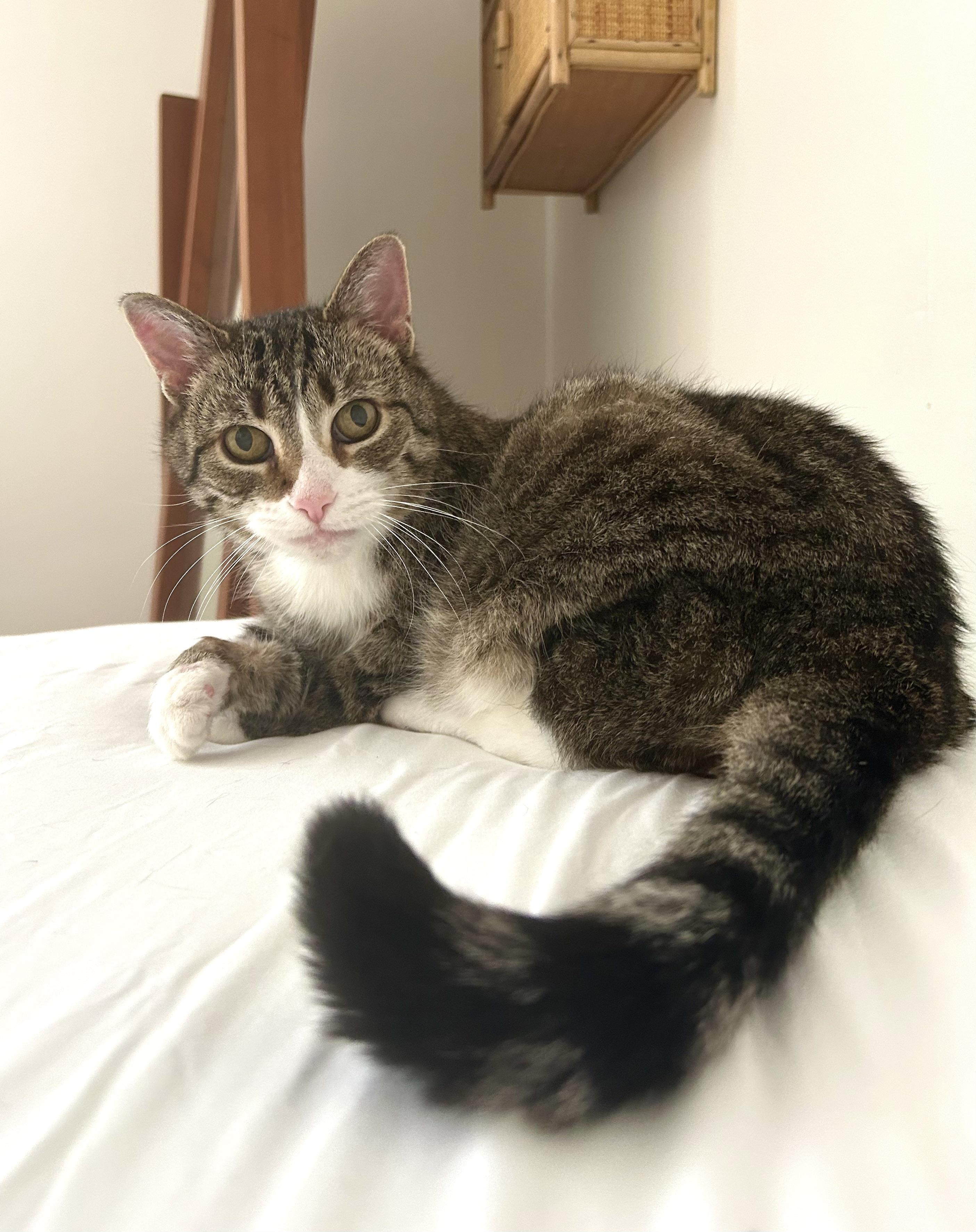 Rosalie, a ADOPTABLE Domestic Short Hair in Brantford, ON image 5/6