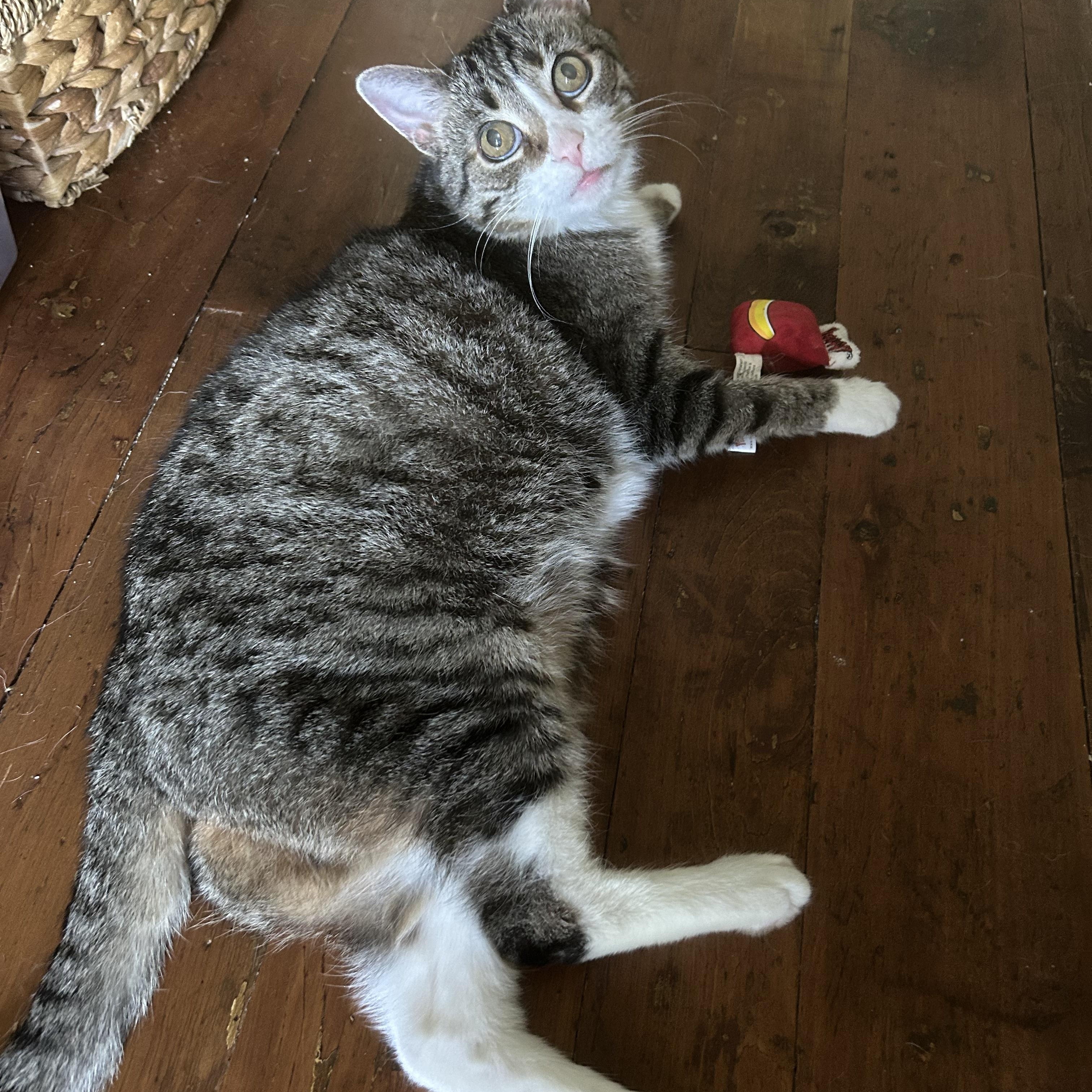 Rosalie, a ADOPTABLE Domestic Short Hair in Brantford, ON image 4/6