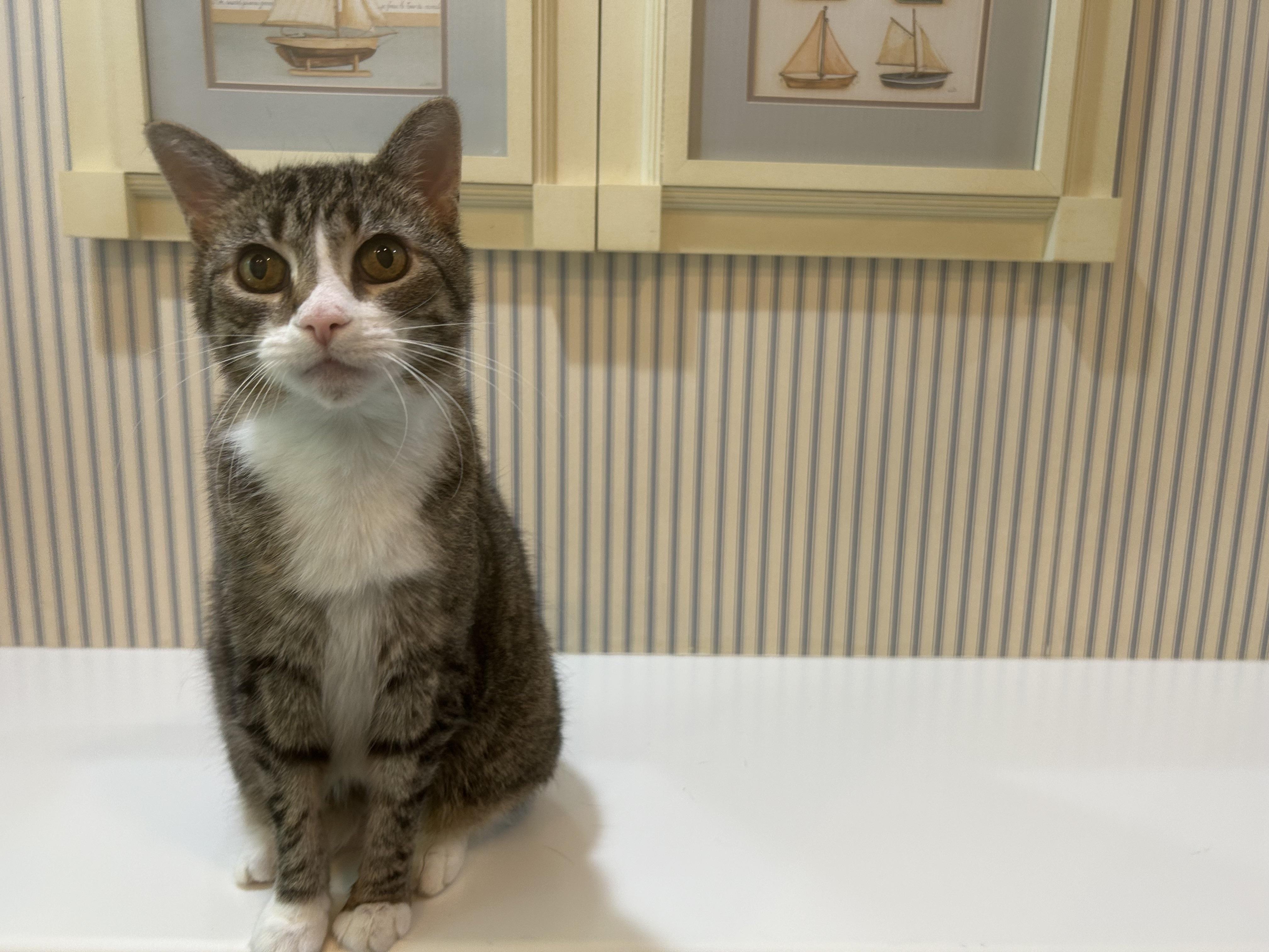 Rosalie, a ADOPTABLE Domestic Short Hair in Brantford, ON image 6/6