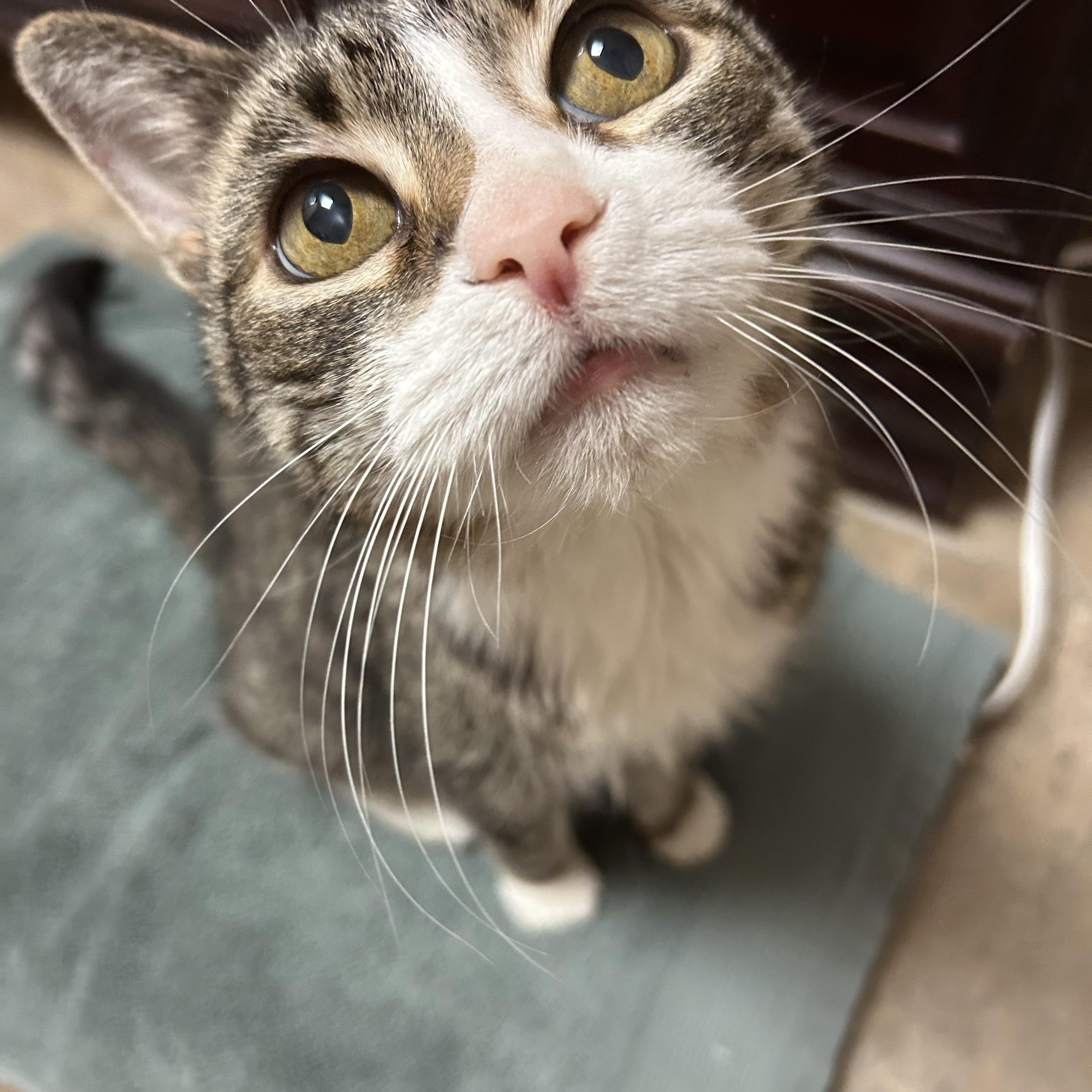 Rosalie, ADOPTABLE, Senior Female Domestic Short Hair.