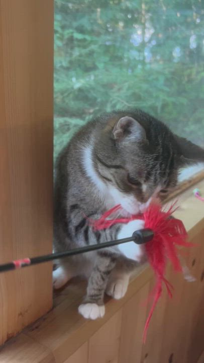 Enlarge Rosalie, a ADOPTABLE Domestic Short Hair in Brantford, ON video 5/6