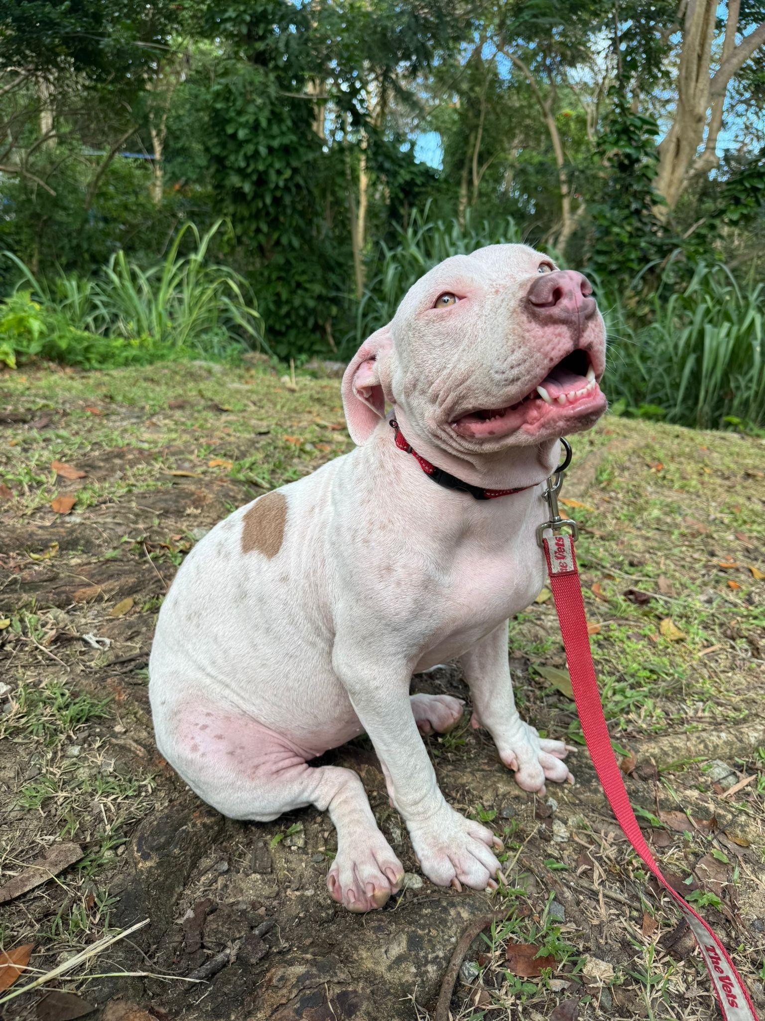 Enlarge Minina, a ADOPTABLE mixed breed in West Nyack, NY image 1/4