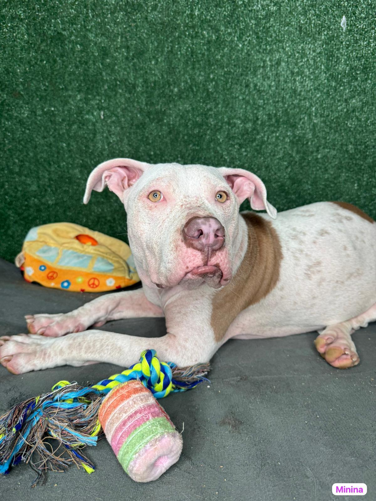 Enlarge Minina, a ADOPTABLE mixed breed in West Nyack, NY image 3/4