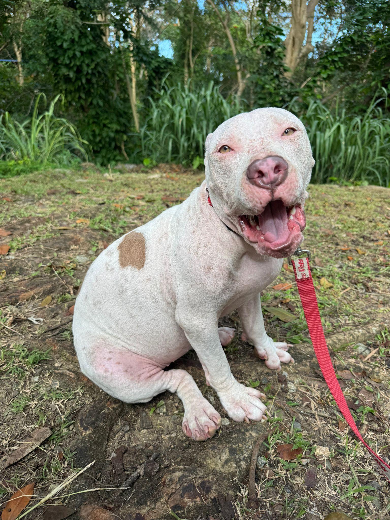 Enlarge Minina, a ADOPTABLE mixed breed in West Nyack, NY image 2/4