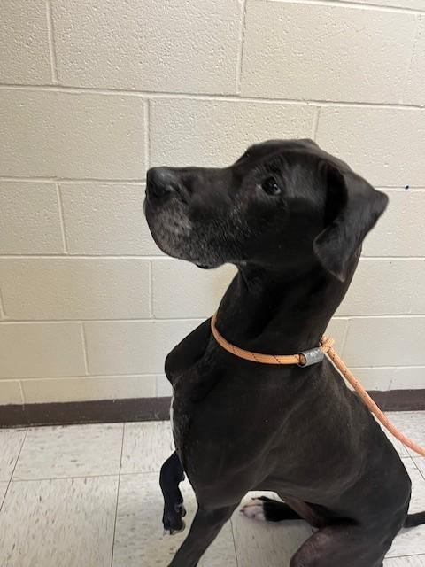 Enlarge Francine, a ADOPTABLE Great Dane in Oakland, MD image 3/3