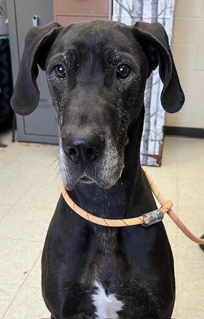 Enlarge Francine, a ADOPTABLE Great Dane in Oakland, MD image 1/3