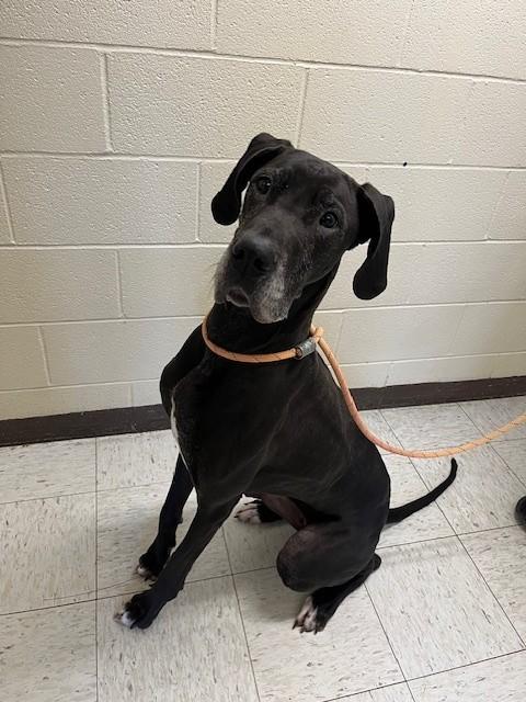 Enlarge Francine, a ADOPTABLE Great Dane in Oakland, MD image 2/3