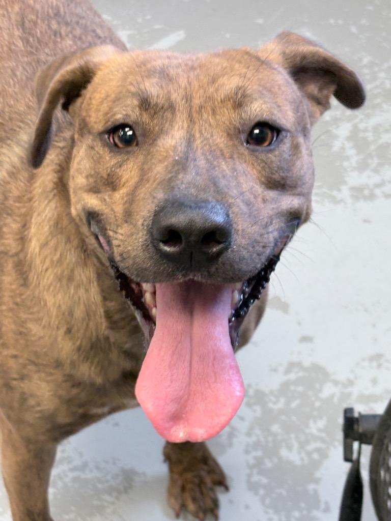 Sheba, Adoptable, Adult Female Pit Bull Terrier.