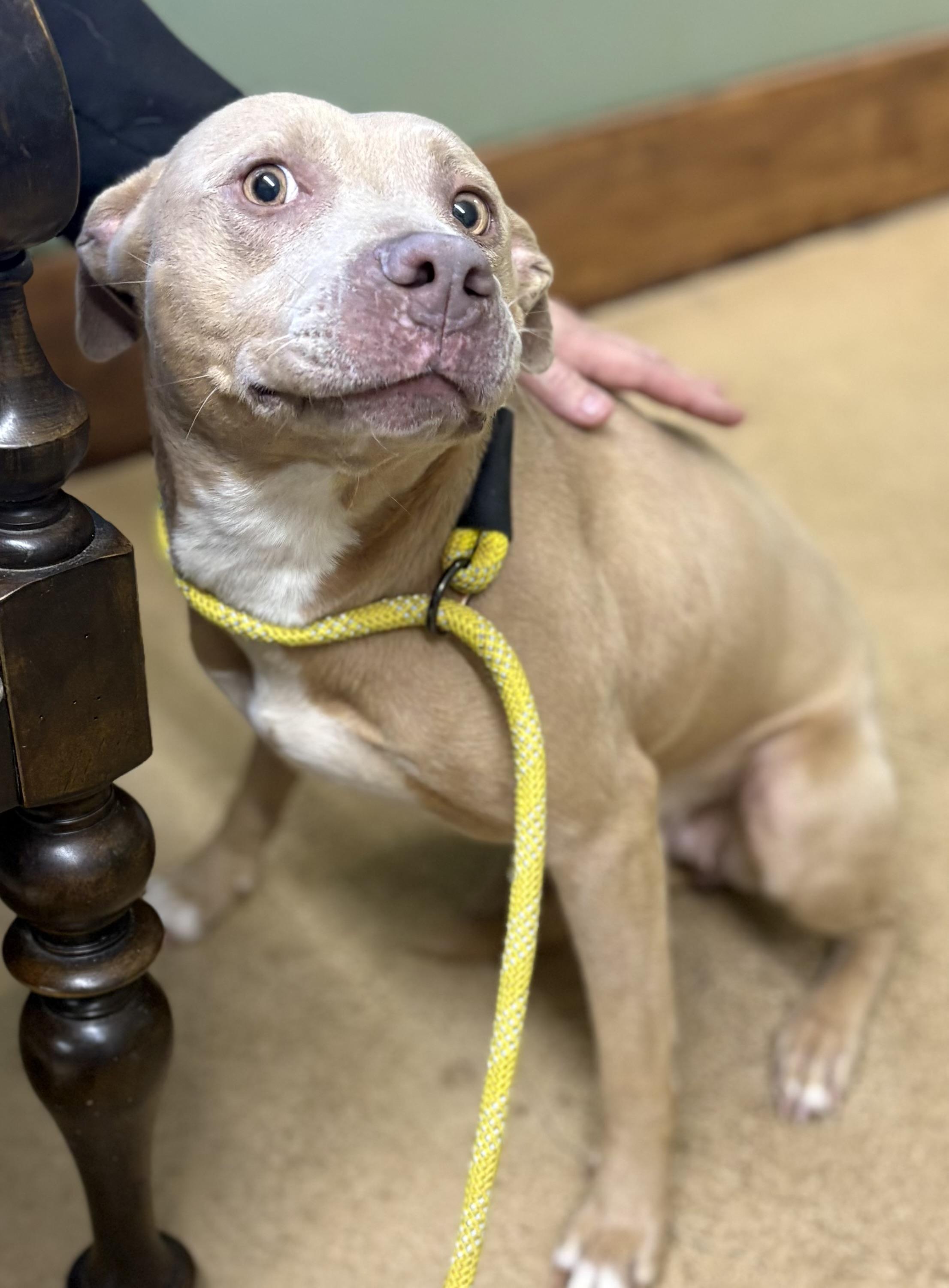 Enlarge HONEY, a ADOPTABLE mixed breed in Newborn, GA image 4/5