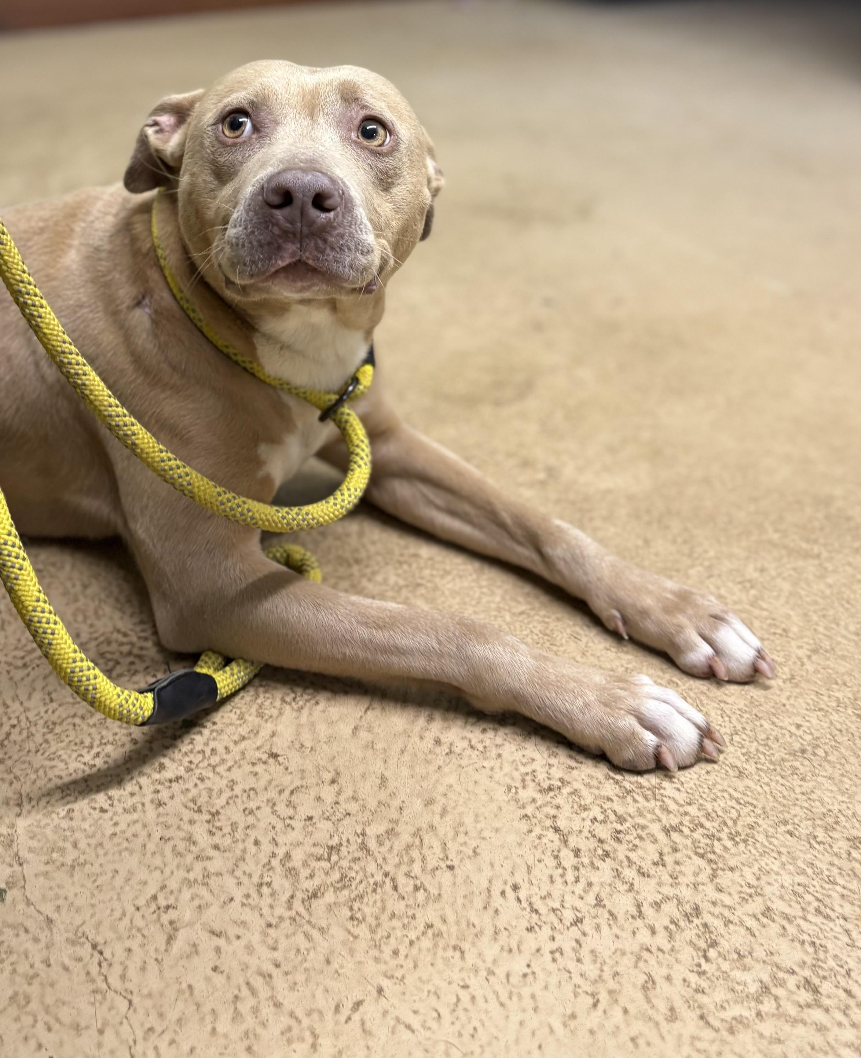 Enlarge HONEY, a ADOPTABLE mixed breed in Newborn, GA image 2/5