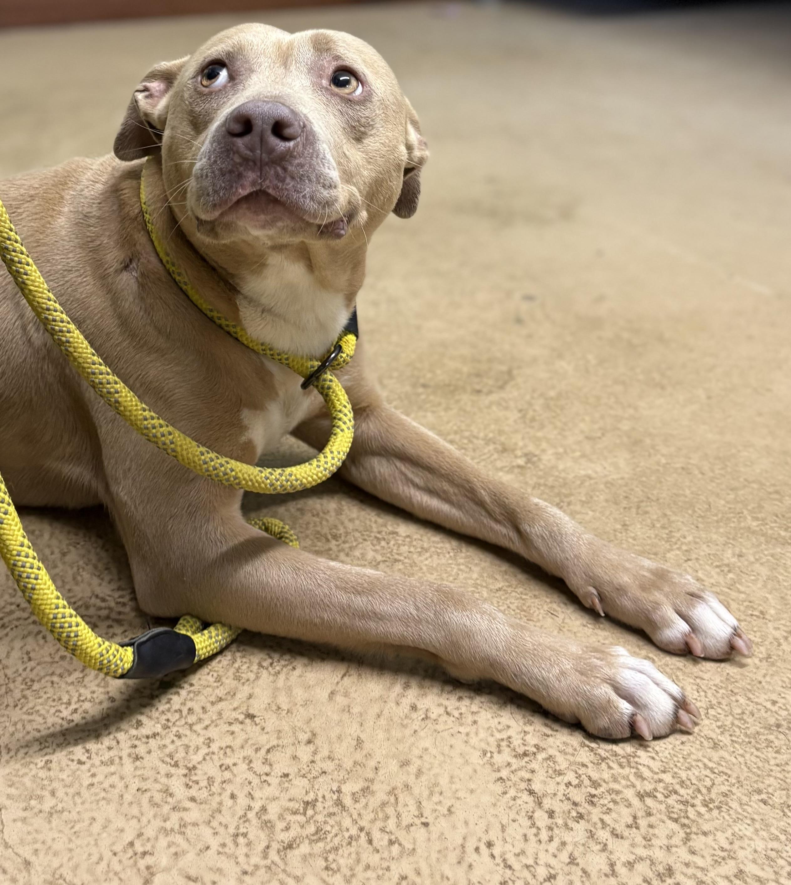 Enlarge HONEY, a ADOPTABLE mixed breed in Newborn, GA image 3/5