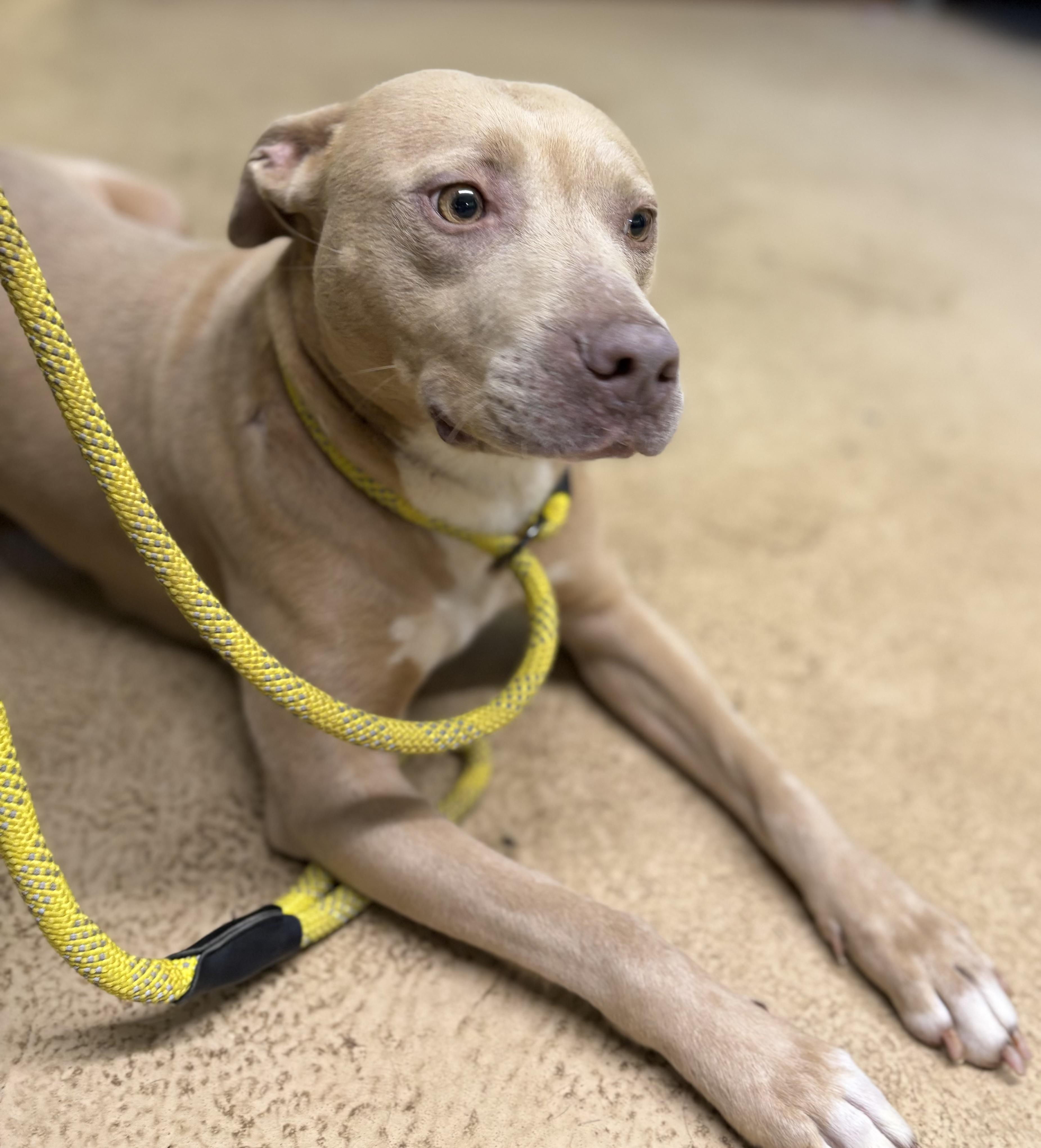 Enlarge HONEY, a ADOPTABLE mixed breed in Newborn, GA image 5/5