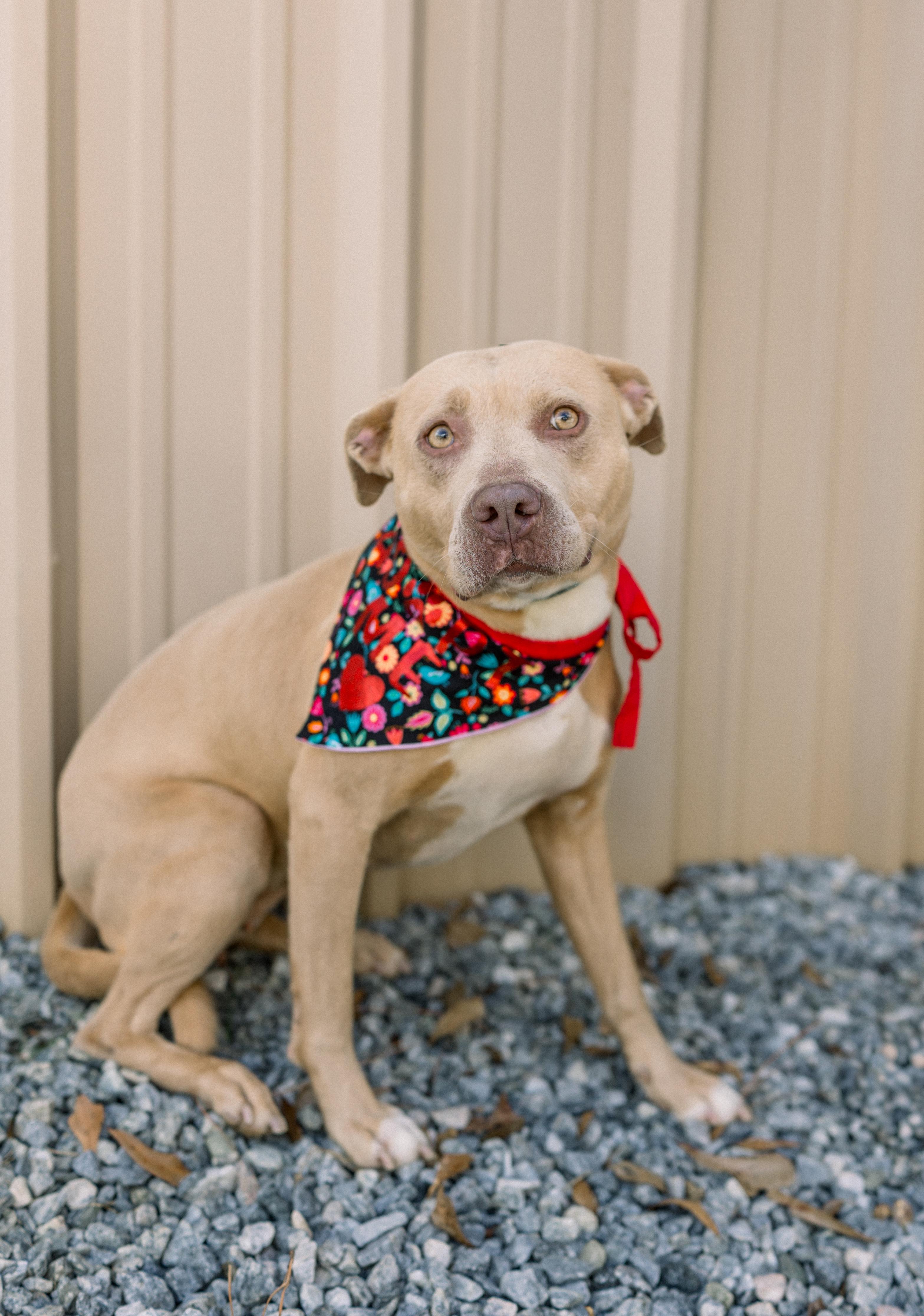 Enlarge HONEY, a ADOPTABLE mixed breed in Newborn, GA image 1/5