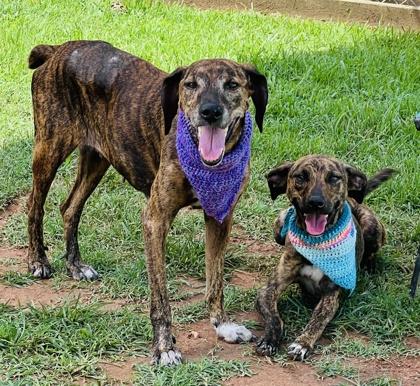 Petunia $85 Fostered, Adoptable, Young Female Plott Hound & Mixed Breed.