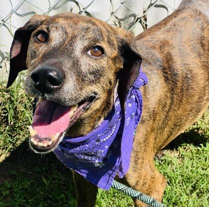 Enlarge Petunia $85 Fostered, a Adoptable mixed breed in Seneca, SC image 2/3