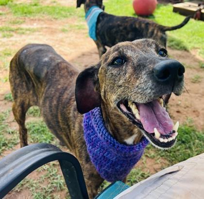 Enlarge Petunia $85 Fostered, a Adoptable mixed breed in Seneca, SC image 3/3