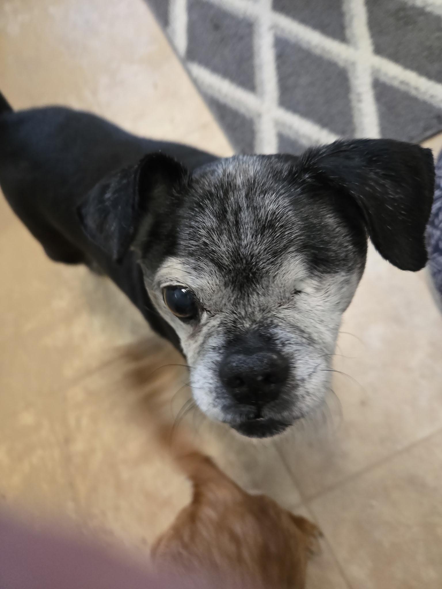 Enlarge Toby, a Adopted mixed breed in Richmond, VA image 2/2