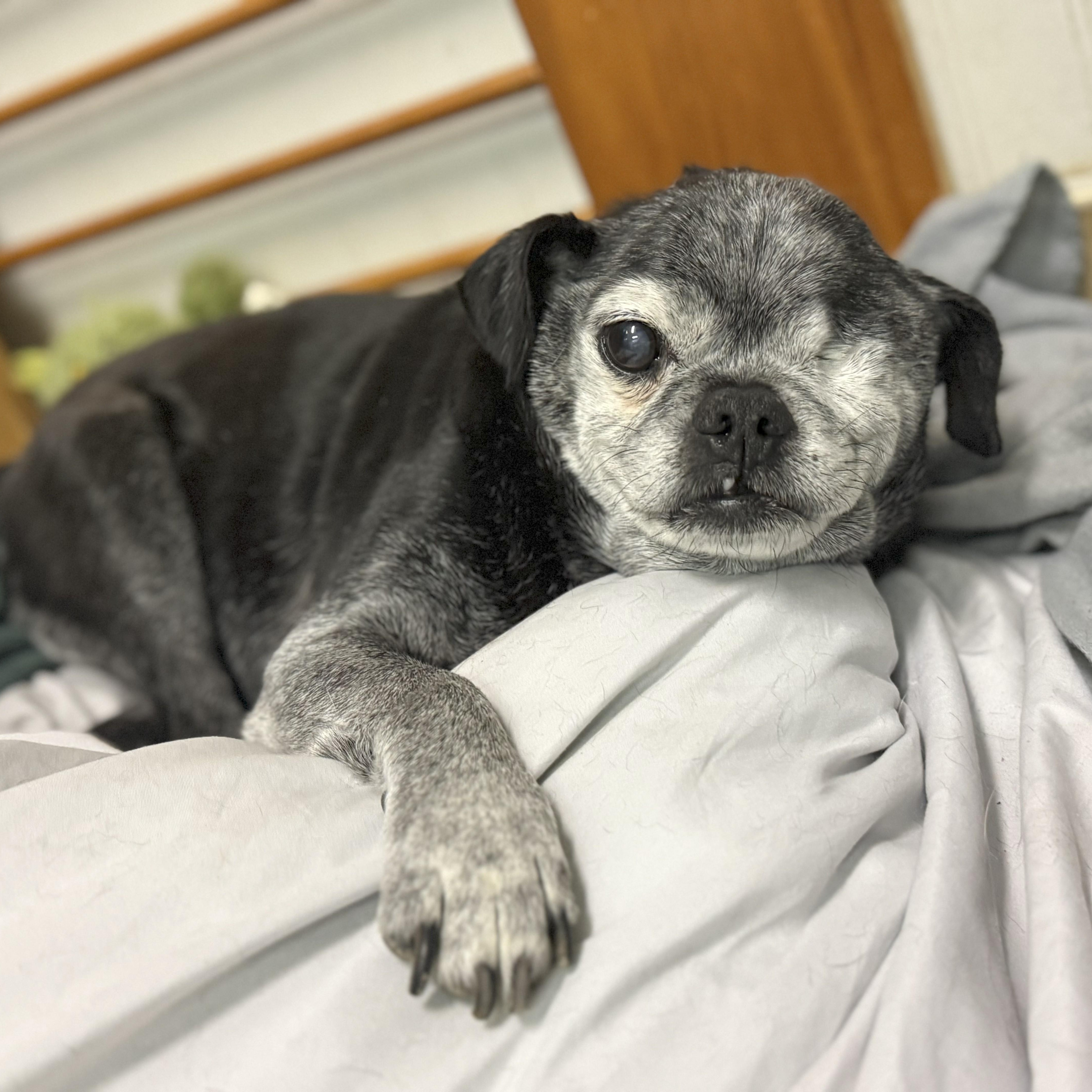 Toby, Adopted, Senior Male Pug.