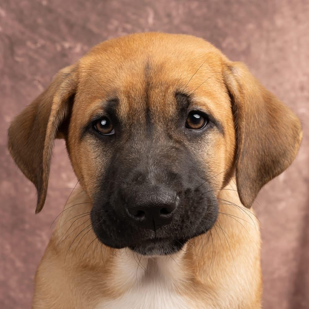 Enlarge Dietz, a Adoptable mixed breed in Smyrna, GA image 1/6