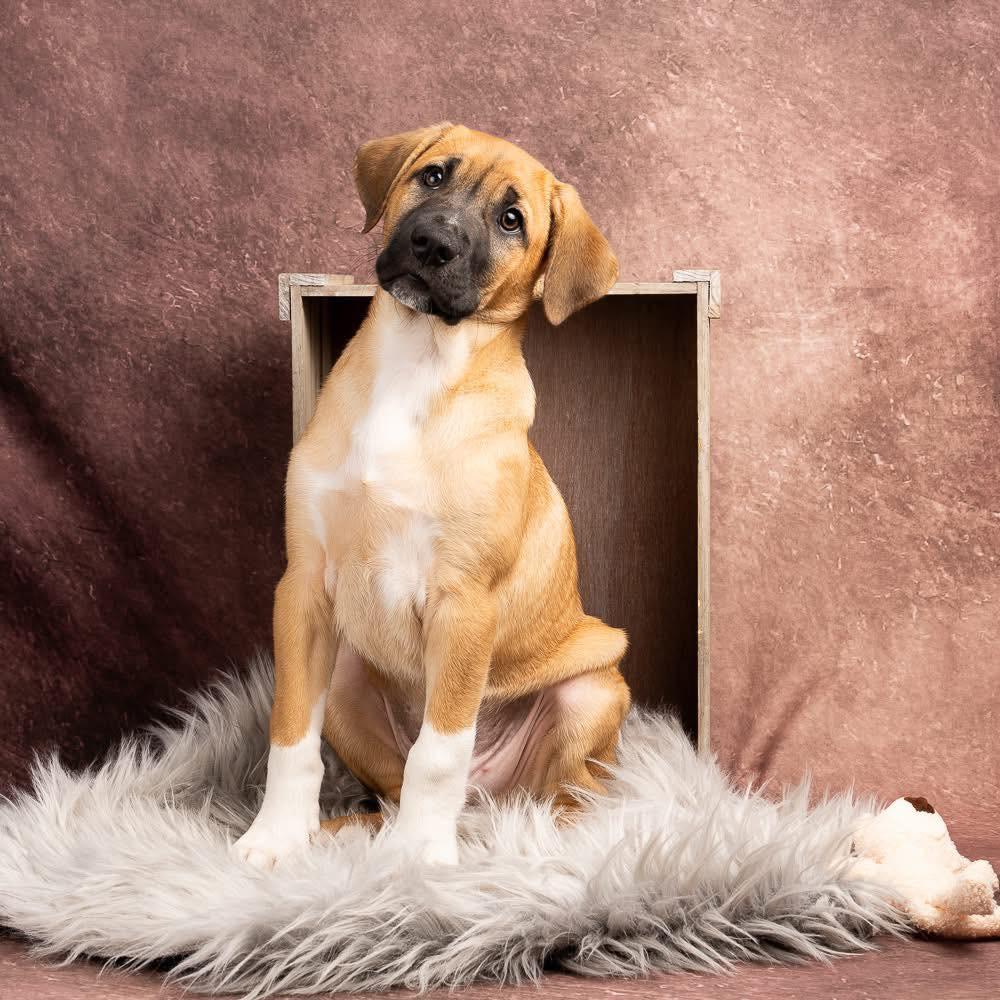 Enlarge Dietz, a Adoptable mixed breed in Smyrna, GA image 2/6