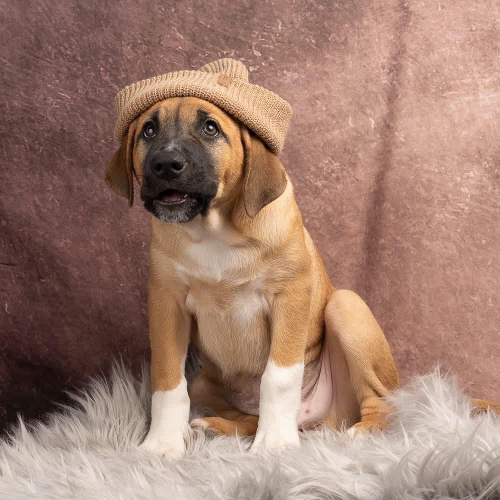 Enlarge Dietz, a Adoptable mixed breed in Smyrna, GA image 5/6
