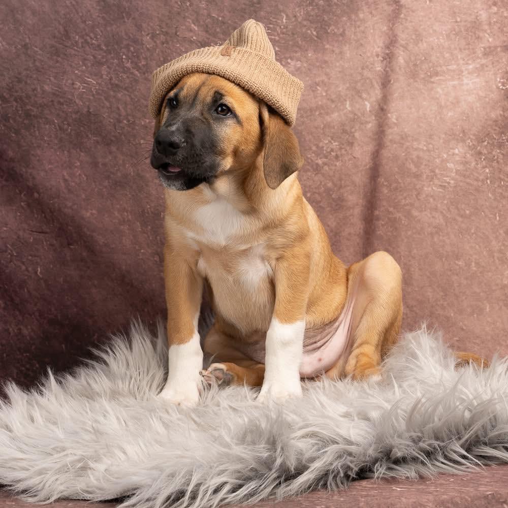 Enlarge Dietz, a Adoptable mixed breed in Smyrna, GA image 4/6