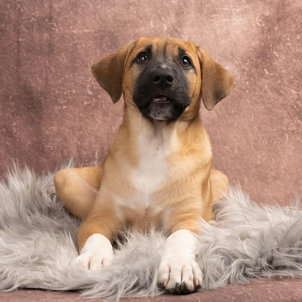 Enlarge Dietz, a Adoptable mixed breed in Smyrna, GA image 6/6