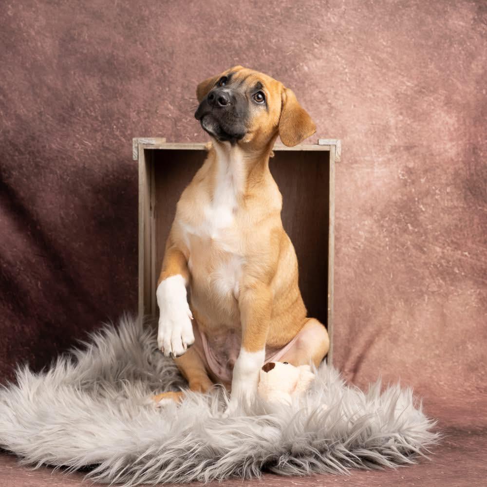 Enlarge Dietz, a Adoptable mixed breed in Smyrna, GA image 3/6