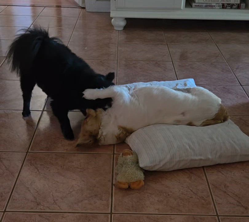 Enlarge Betty, an adopted mixed breed in Weeki Wachee, FL video 1/5
