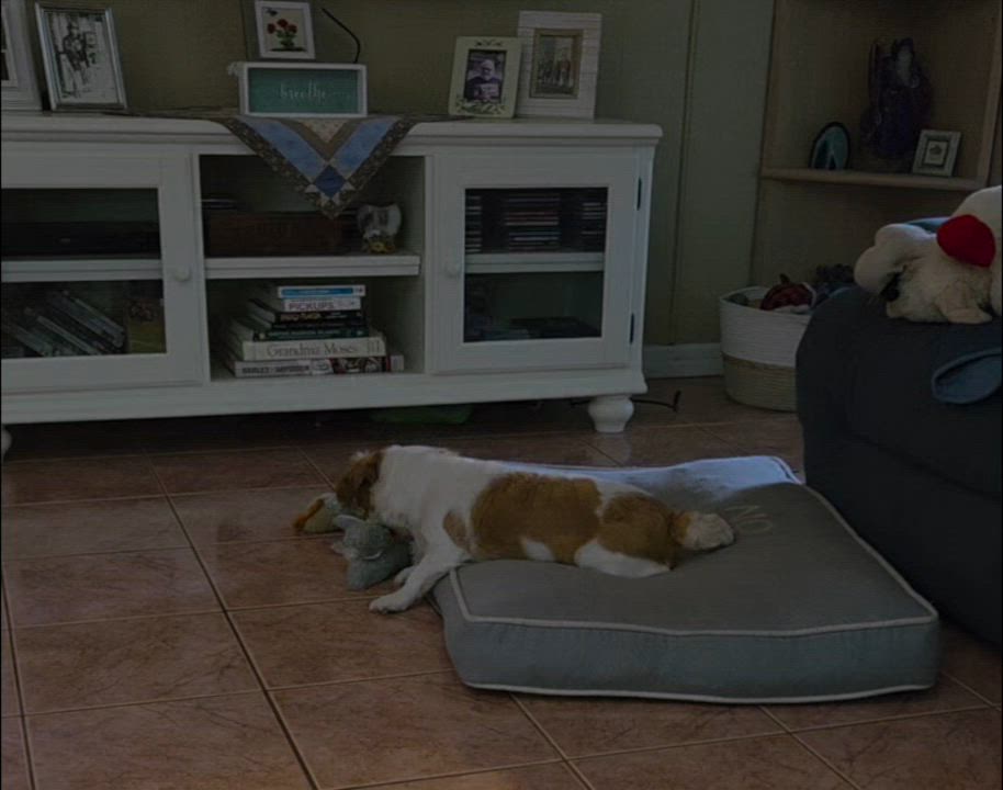 Enlarge Betty, an adopted mixed breed in Weeki Wachee, FL video 3/5