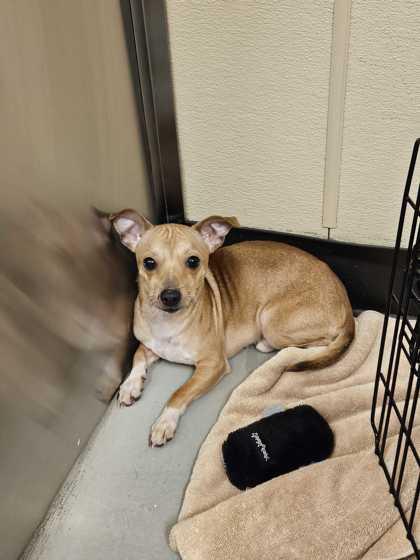 Enlarge Leonard *In Foster Home*, a ADOPTABLE mixed breed in Bellingham, WA image 2/2