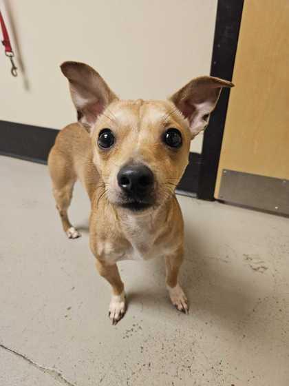 Leonard *In Foster Home*, ADOPTABLE, Adult Male Chihuahua.