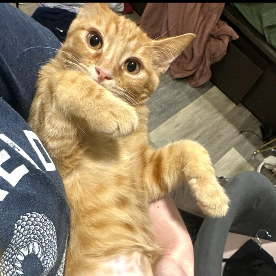 Max, Adoptable, Kitten Male Domestic Short Hair.