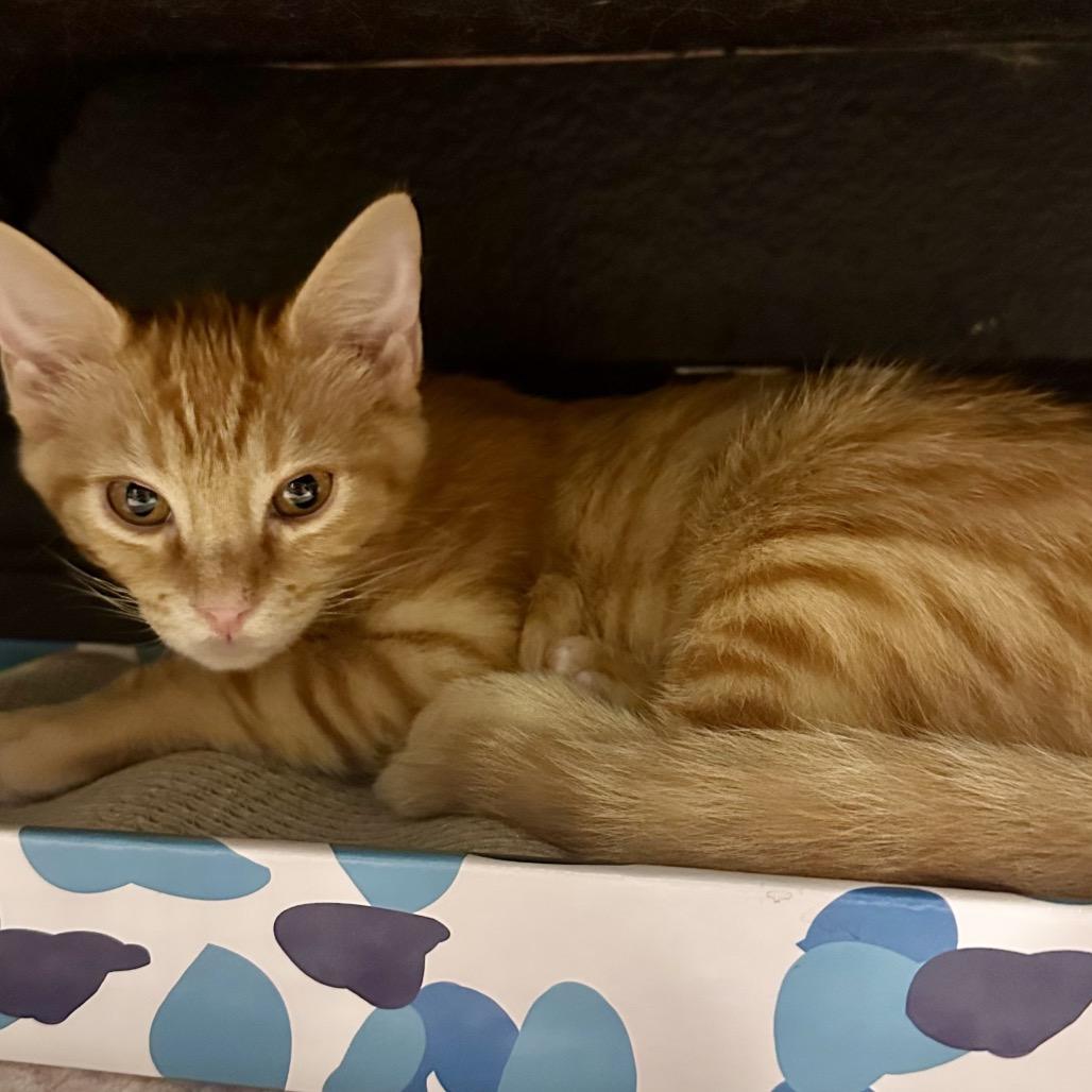 Enlarge Max, a Adoptable Domestic Short Hair in Tustin, CA image 2/4