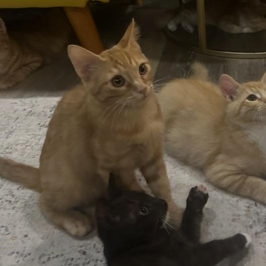 Enlarge Max, a Adoptable Domestic Short Hair in Tustin, CA image 3/4