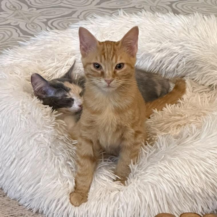 Enlarge Max, a Adoptable Domestic Short Hair in Tustin, CA image 4/4