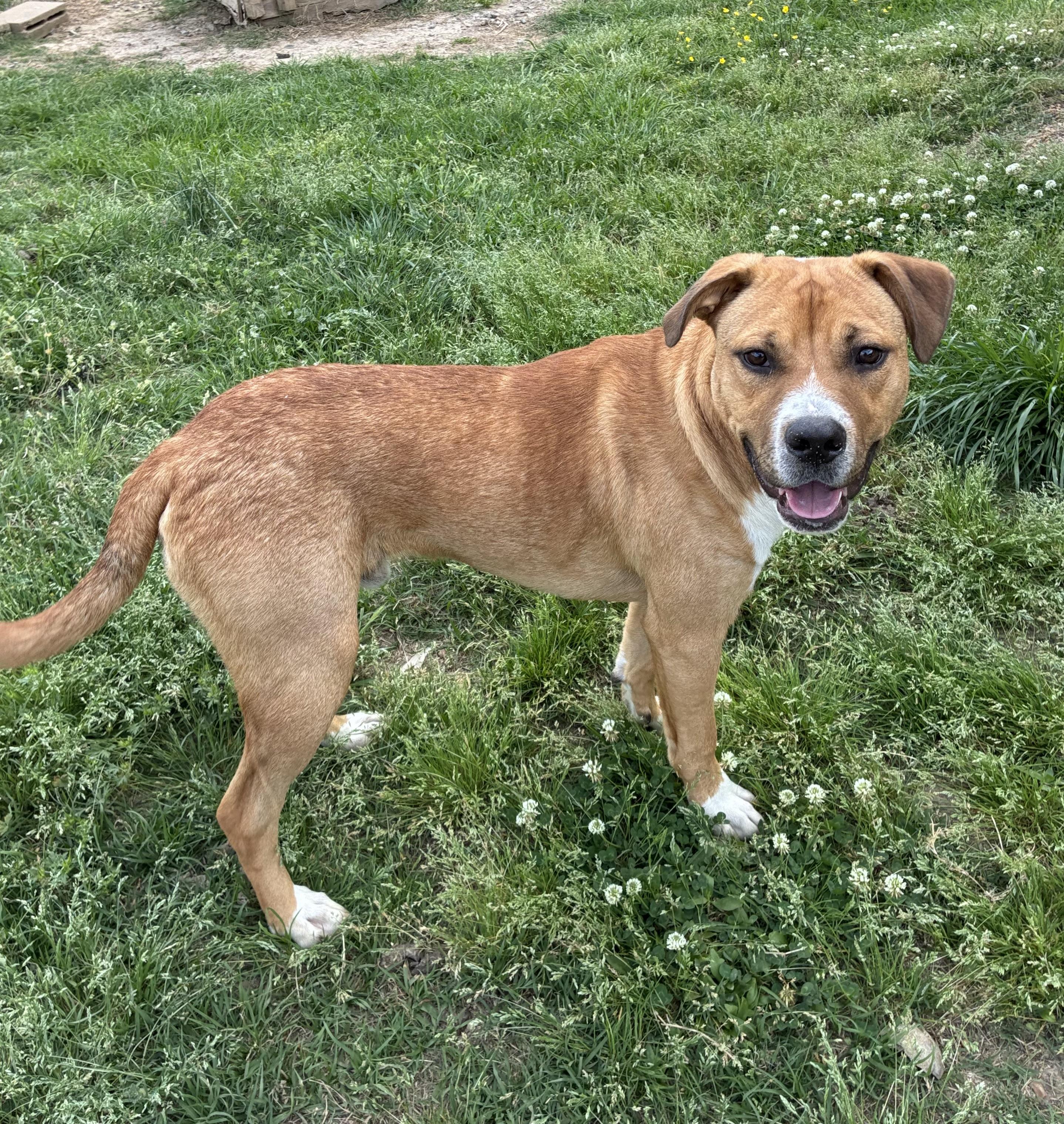 Enlarge Max, a Adoptable mixed breed in Senatobia, MS image 1/5