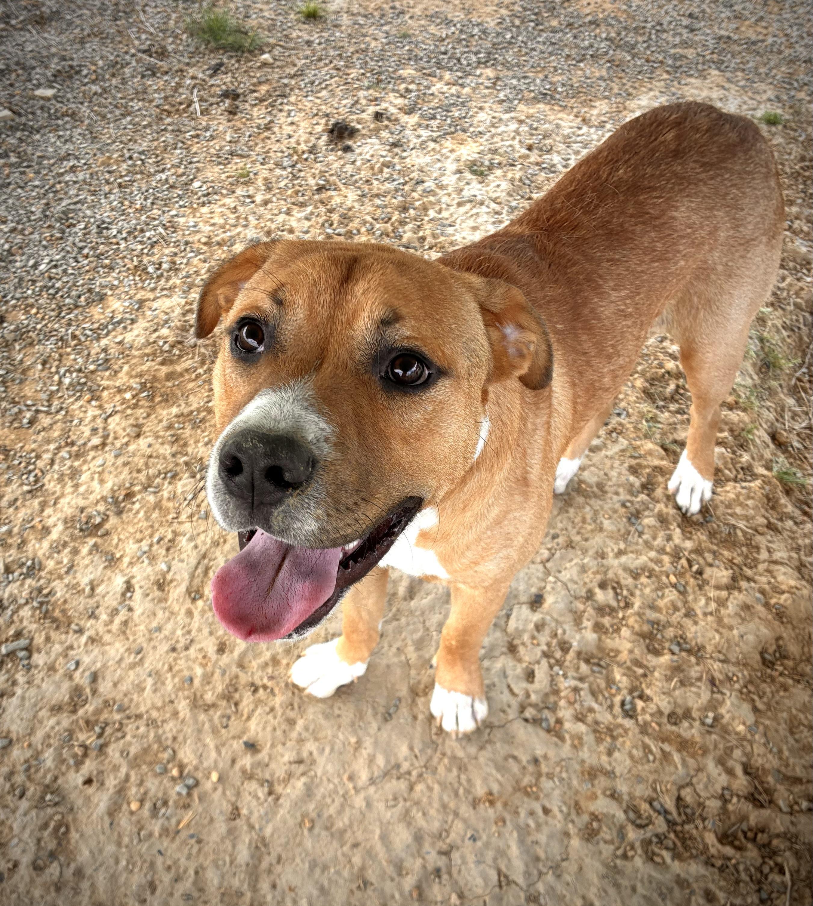 Enlarge Max, a Adoptable mixed breed in Senatobia, MS image 5/5