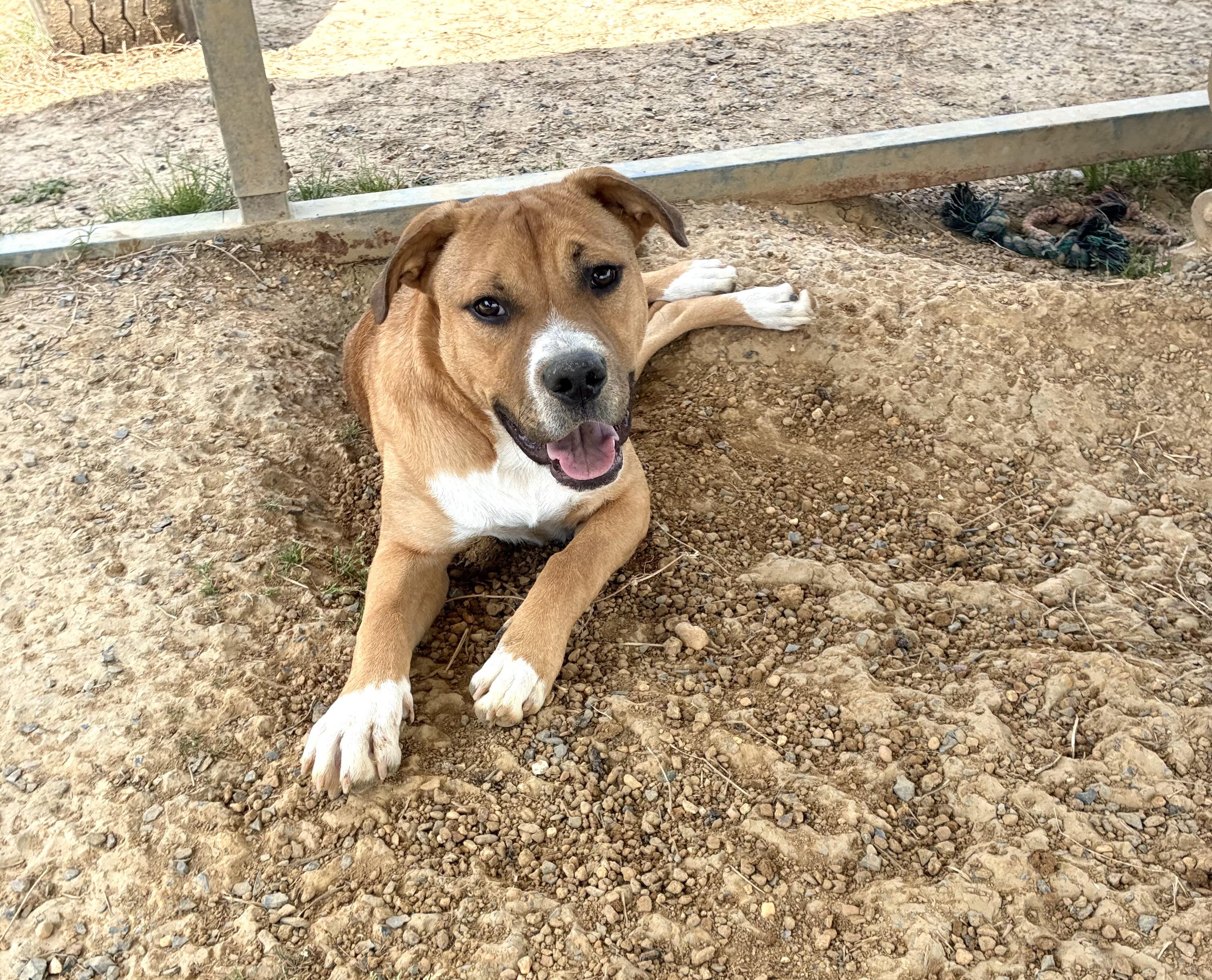 Enlarge Max, a Adoptable mixed breed in Senatobia, MS image 3/5
