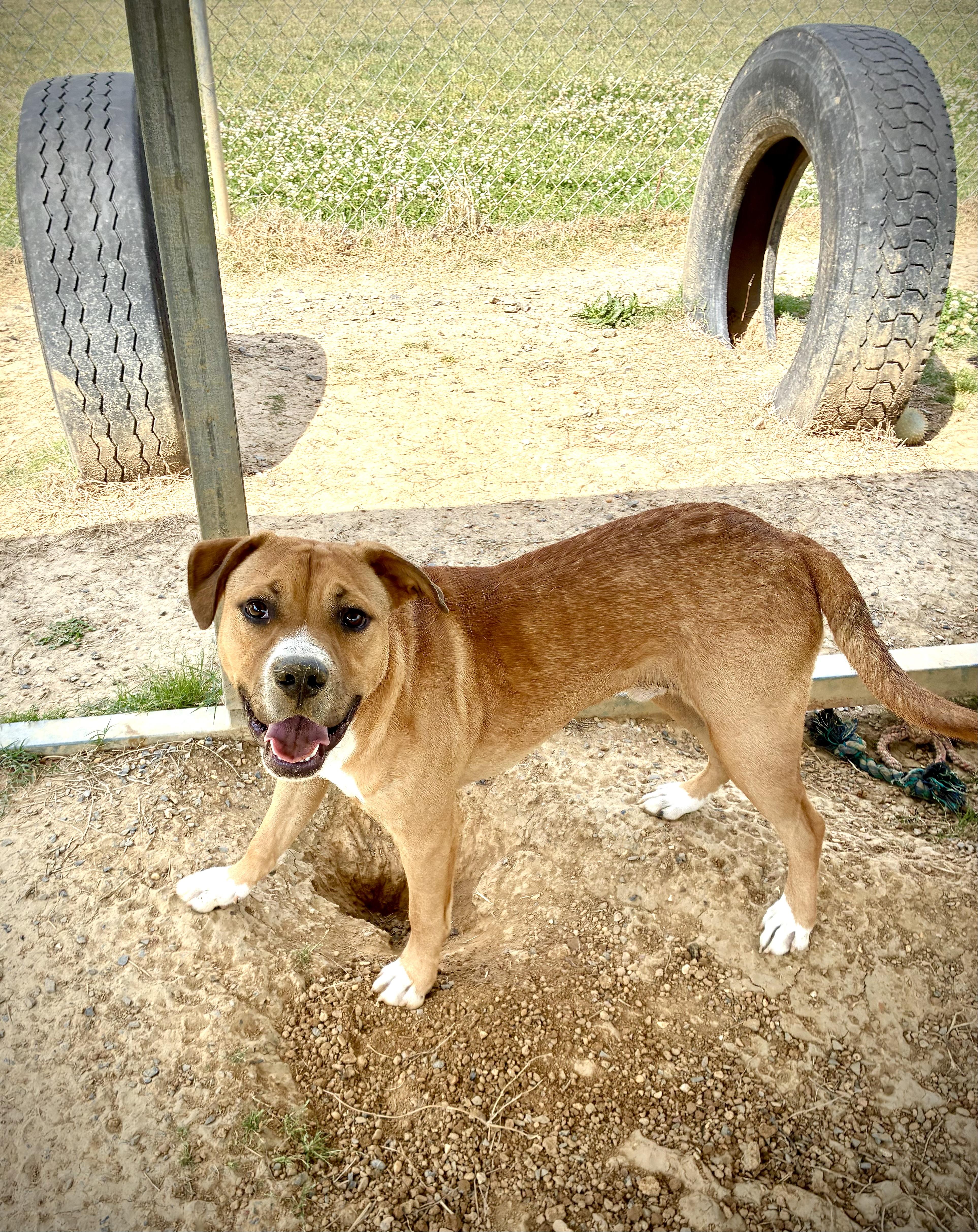 Enlarge Max, a Adoptable mixed breed in Senatobia, MS image 4/5