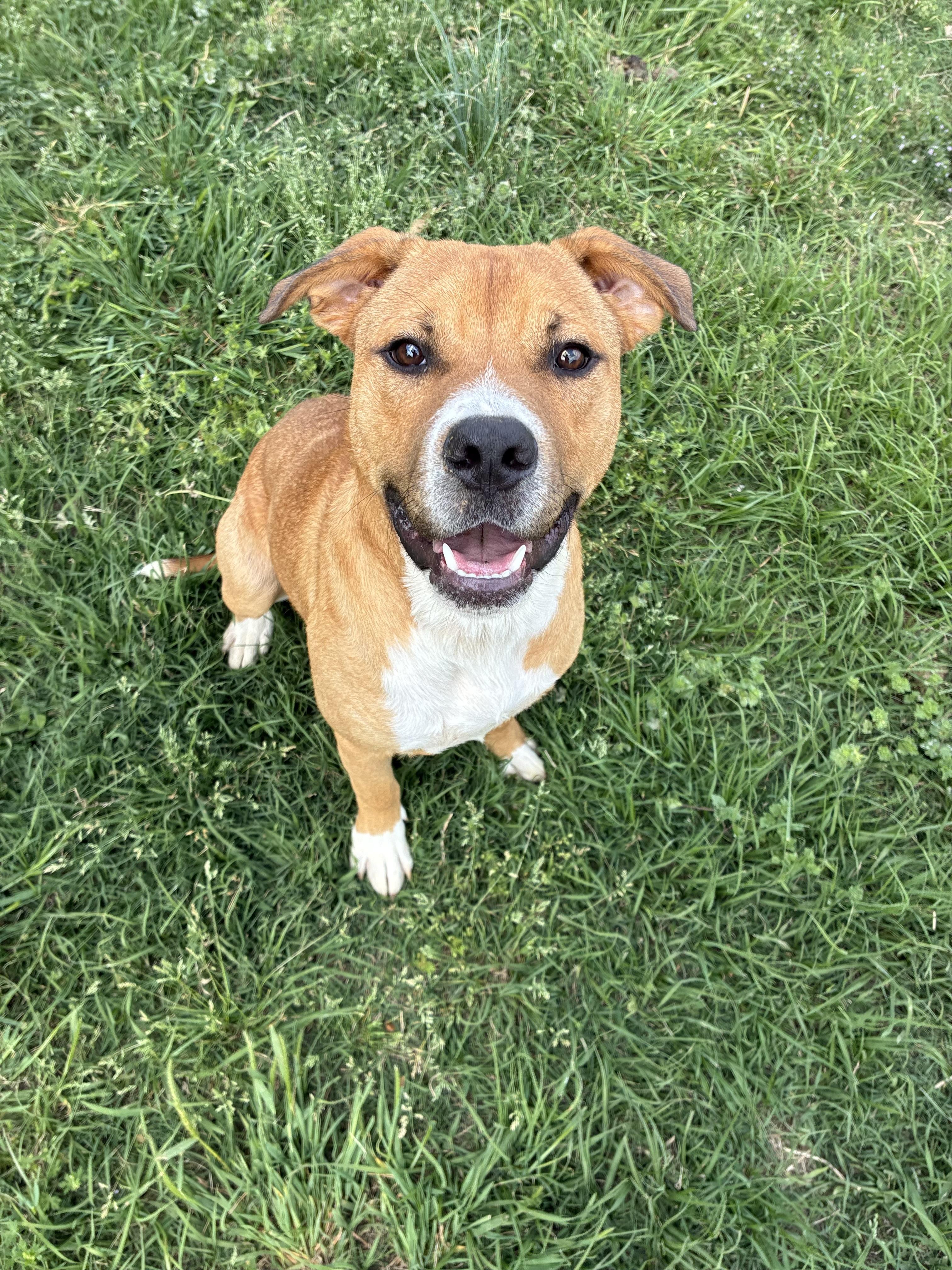 Enlarge Max, a Adoptable mixed breed in Senatobia, MS image 2/5