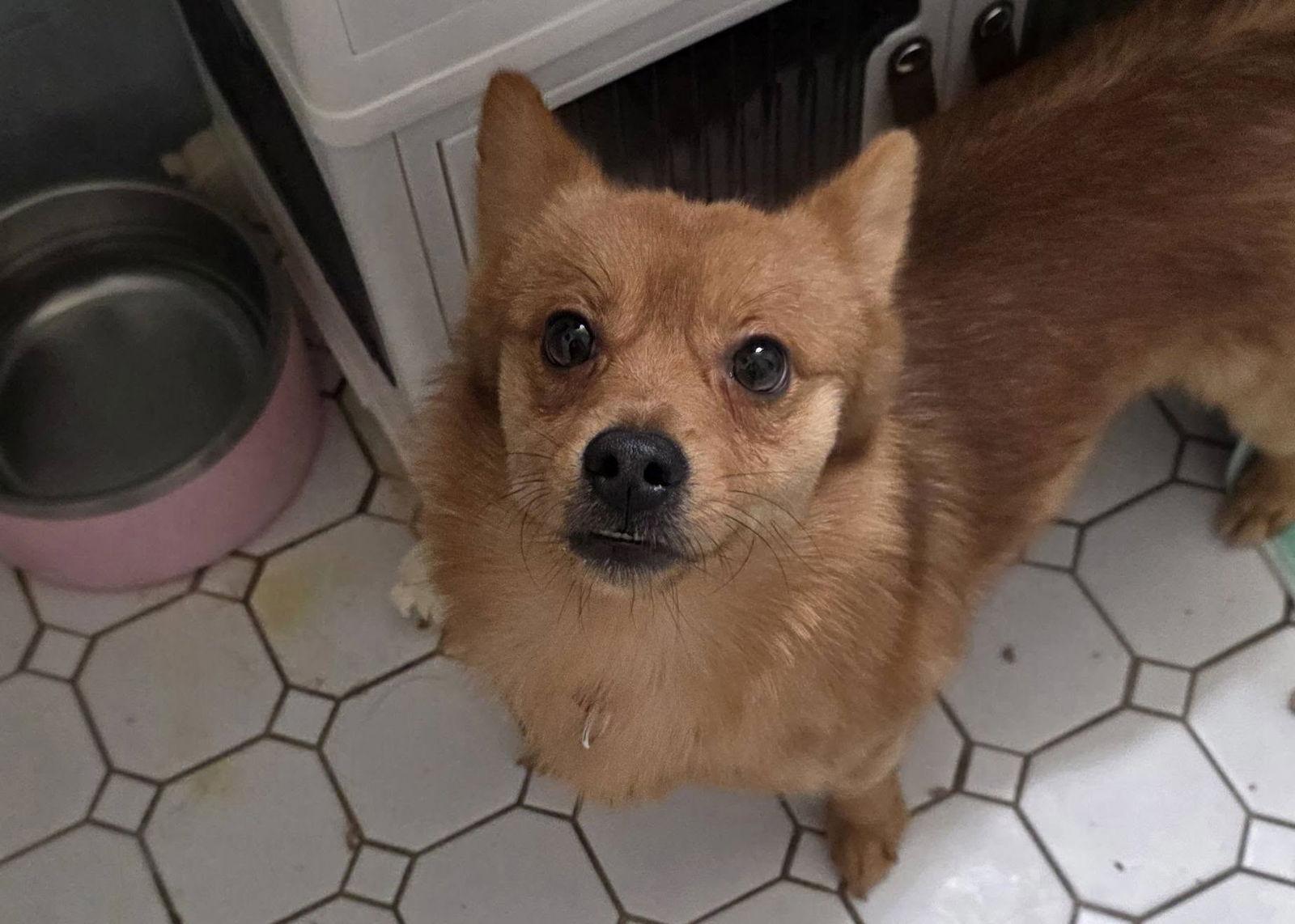 Noah, Adoptable, Young Male Pomeranian.