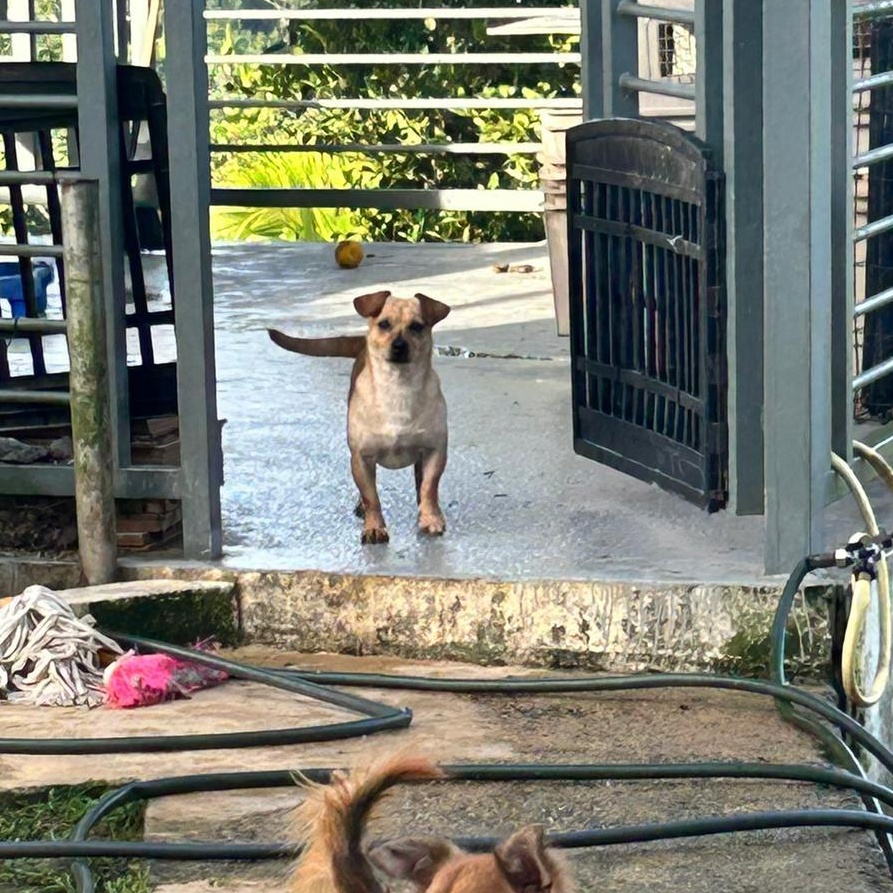 Enlarge Fabian, a ADOPTABLE mixed breed in Albion, NY image 2/4