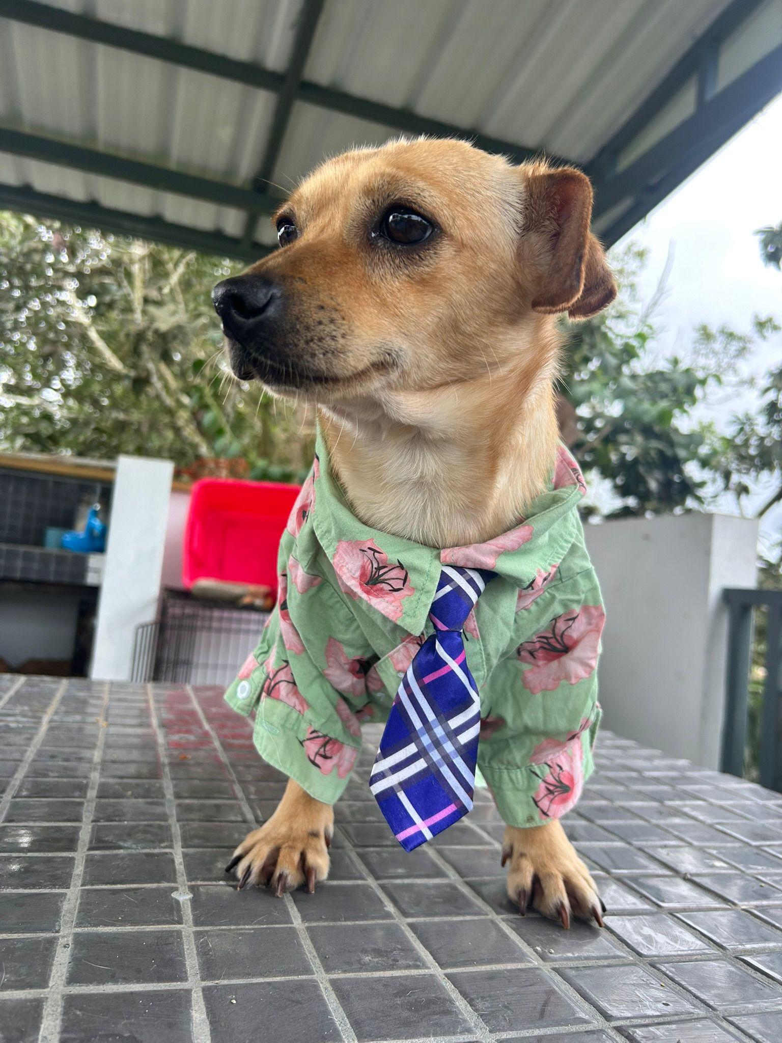 Enlarge Fabian, a ADOPTABLE mixed breed in Albion, NY image 3/4