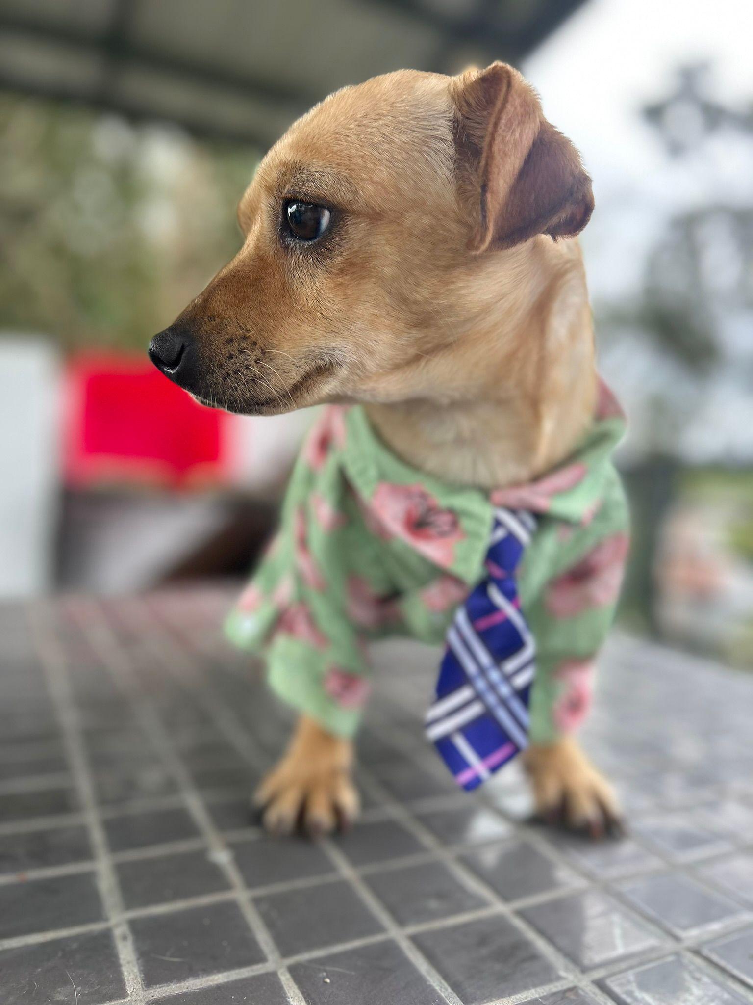 Enlarge Fabian, a ADOPTABLE mixed breed in Albion, NY image 4/4