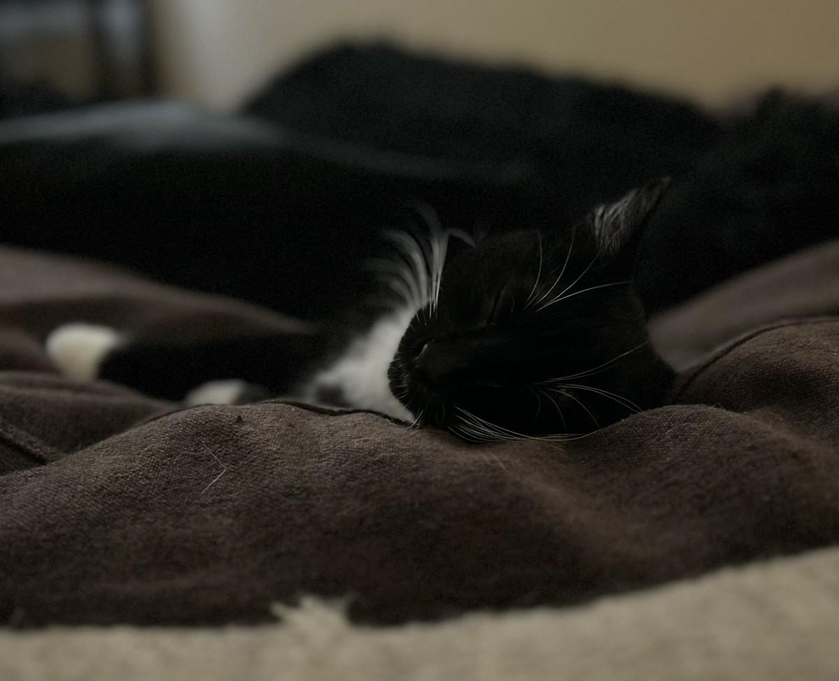 Enlarge Buttons (with Tux), a ADOPTABLE Domestic Short Hair in Silverton, OR image 2/6