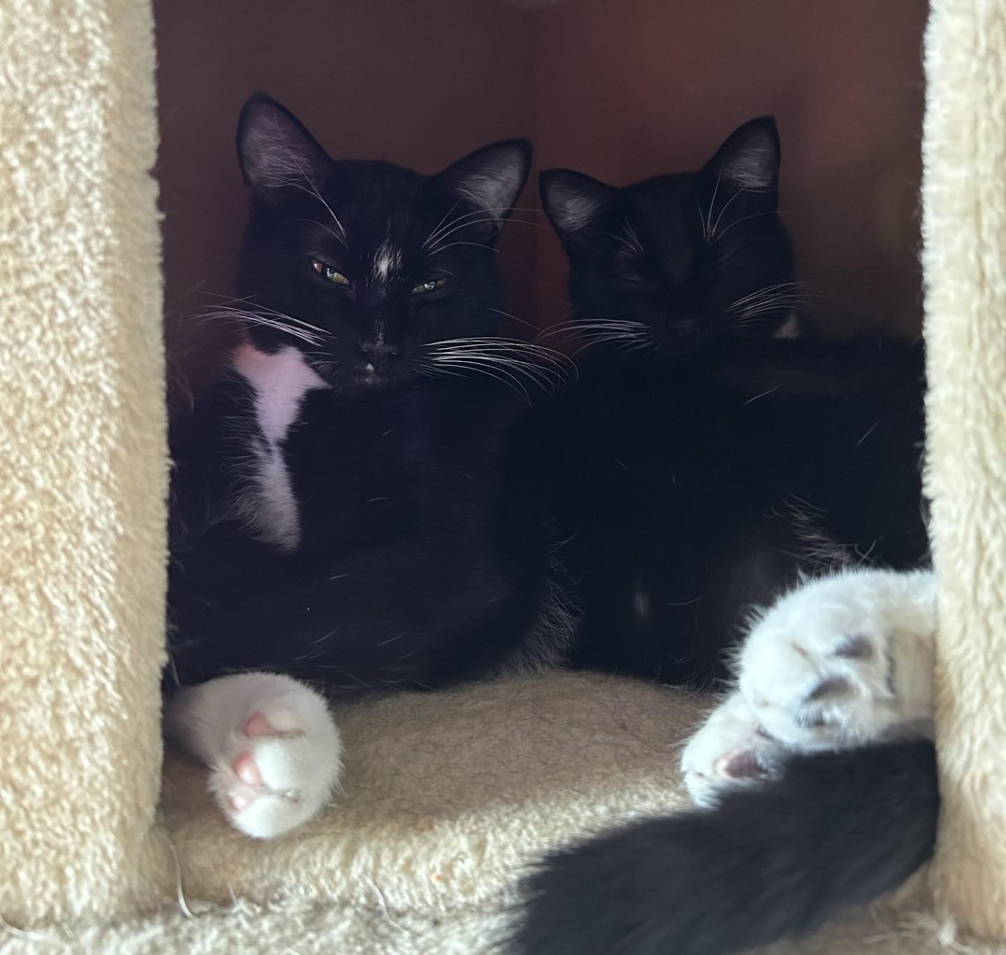 Enlarge Buttons (with Tux), a ADOPTABLE Domestic Short Hair in Silverton, OR image 4/6