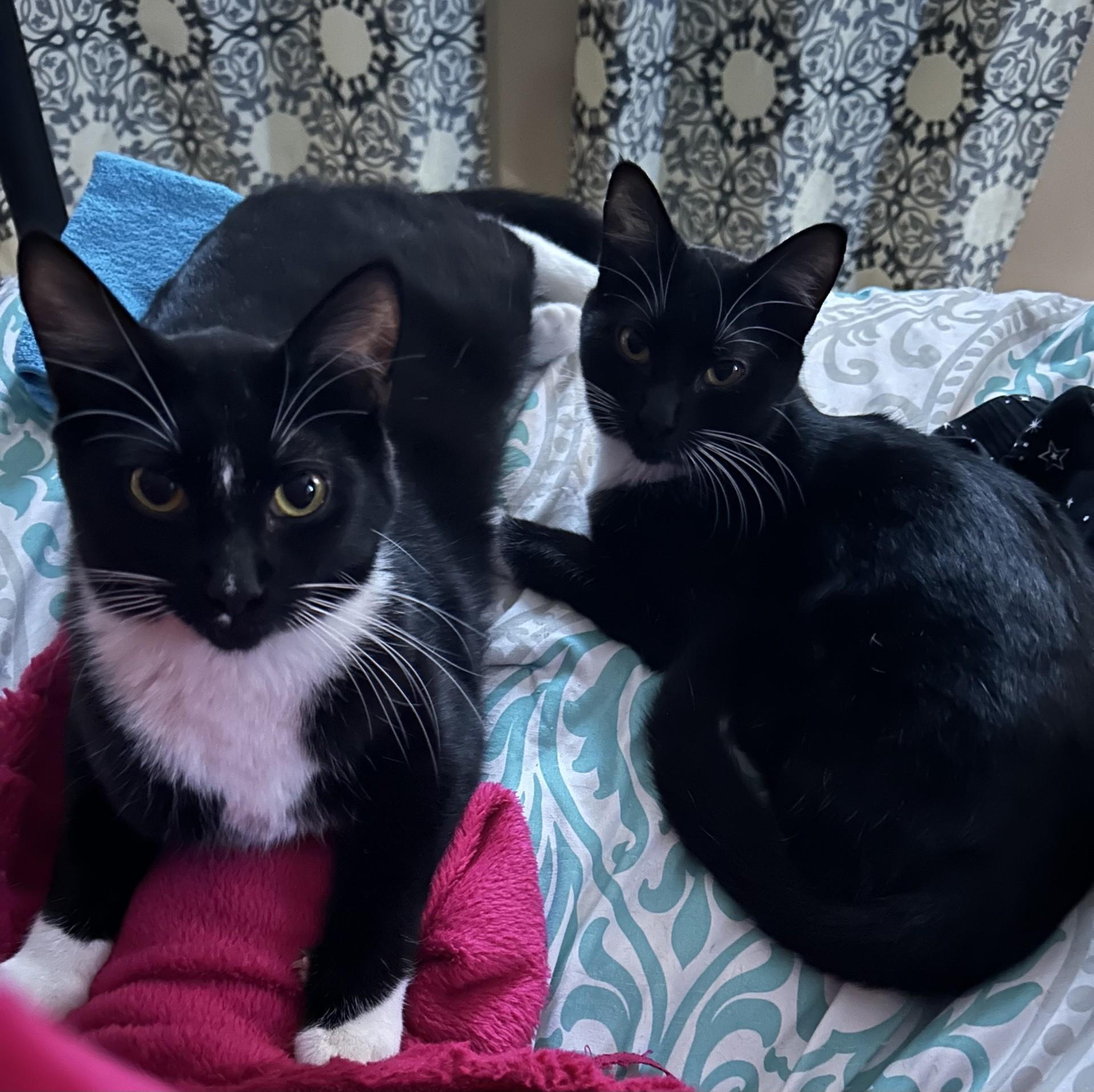 Enlarge Buttons (with Tux), a ADOPTABLE Domestic Short Hair in Silverton, OR image 5/6