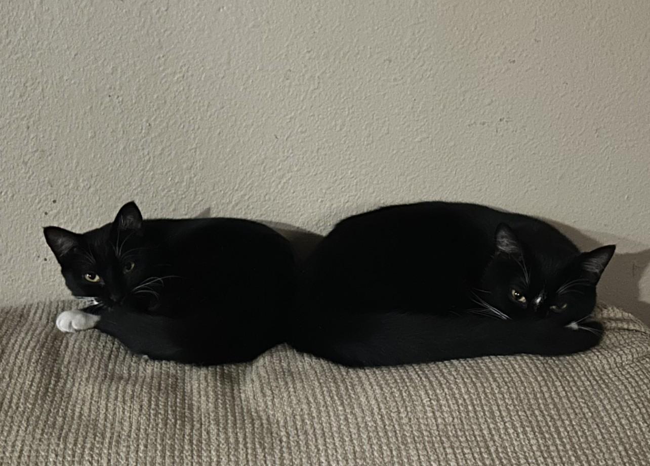 Enlarge Buttons (with Tux), a ADOPTABLE Domestic Short Hair in Silverton, OR image 6/6