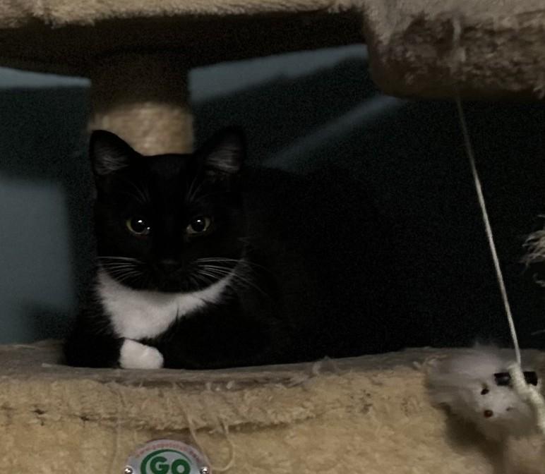 Enlarge Buttons (with Tux), a ADOPTABLE Domestic Short Hair in Silverton, OR image 3/6